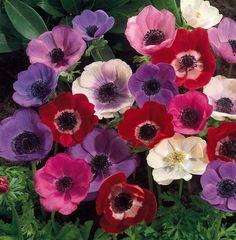 FAB FLOWER OF THE WEEK: THE ANEMONE - astylishsoiree.com Flower Delivery
