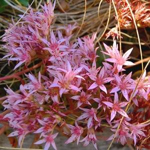 Purple Carpet Sedum - Spurium coccineum 'Purple' - Rare 'Plant' Seeds - Two row Stonecrop, Pink-Red, Purple Stonecrop, Lavender Carpet Sedum