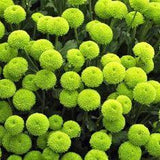 Roses are red, violets are blue, and orchids are ¡§C green? Gorgeous green flowers are out there, and you can grow them! Learn about them now: https://gardenerspath.com/plants/flowers/green-flowers/ Flower Delivery