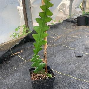 Zig Zag Epiphyllum Orchid Cactus Cutting with Roots