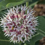 20 Seeds-   Showy Milkweed  Asclepias Seeds-Asclepias Speciosa-PV268-Attracts Pollinators!