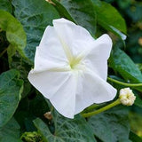Moonflower Seed Pack - Ipomoea Alba Flower Vine Seeds