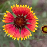 Firewheel Gaillardia / Blanket Flower Seeds (25) | 18 - 14