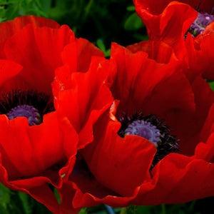 RED ORIENTAL POPPY Beauty Of Livermere Oriental Persian Iranian Papaver orientale bracteatum, 20 Seeds