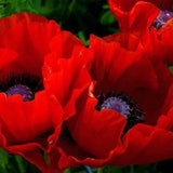 RED ORIENTAL POPPY Beauty Of Livermere Oriental Persian Iranian Papaver orientale bracteatum, 20 Seeds