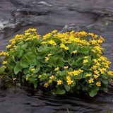 MARSH MARIGOLD Caltha Palustris Pond Bog Water Plant Waterplant 10 Seeds