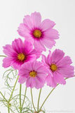 In the Studio ¡§C Cosmos Flower Delivery