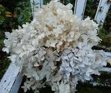 10 Dried Hydrangea Flowers Antique Cream, White, DIY Bouquet Wedding Farmhouse