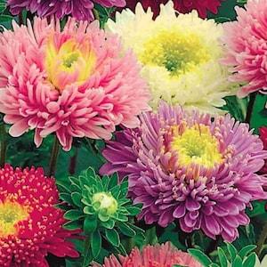 Aster Early Charm - 10 Seeds