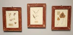 Antique 3 Framed Herbarium Pressed Flower Botanicals Italian Floral Wall Art