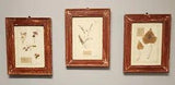 Antique 3 Framed Herbarium Pressed Flower Botanicals Italian Floral Wall Art