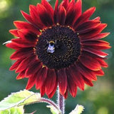 RED RUBY SUNFLOWER Helianthus Annuus Tall Branching Sunflower, 10 Seeds
