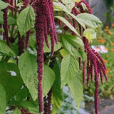 Love Lies Bleeding Flower Seeds,, Amaranthus Caudatus Flower Seeds, 