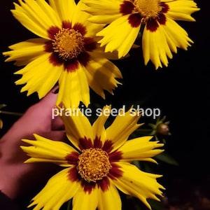 Yellow Coreopsis Seeds Canada, Calliopsis Seeds, Golden Tickseed Flower, Hardy Annual Flower Seeds, Readily Self-Sows, Coreopsis Plant