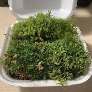 MINI Woodland Moss Starter Pack