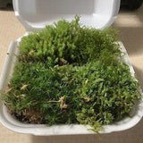 MINI Woodland Moss Starter Pack