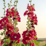 40 ORGANIC Hollyhock Flower seeds-RED-  Fresh seeds - Fast shipping -Safe for Bees - attracts bees -Includes growing instructions