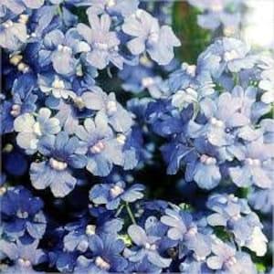 50 Seeds- Nemesia Blue Gem Flower Seeds-Nemesia Strumosa-pv370-Beautiful long-blooming annual