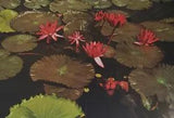Waterlily Lilypads Red Nymphaeaceae Plant Family Postcard