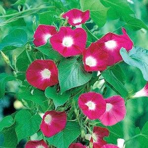 Common Morning Glory Scarlet O'Hara Climbing Flowers 2g - 30 Seeds - Ipomoea Purpurea NON GMO