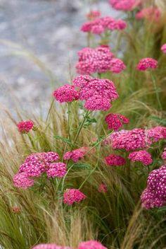 Achillea millefolium 'Cerise Queen' (Yarrow) Flower Delivery