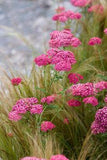 Achillea millefolium 'Cerise Queen' (Yarrow) Flower Delivery