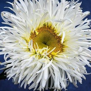 Crazy Daisy Chrysanthemum | 25 Seeds | Leucanthemum x superb | Shasta Daisy | Perennial Cut Flower | 30" Tall | May Flower 1st Year