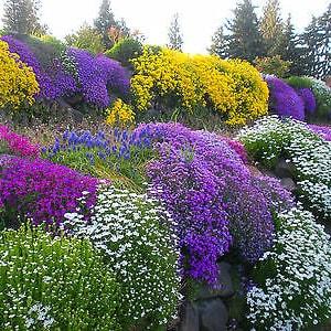 ALPINES - ROCKERY GARDEN Mixed Flower Seeds - 0.5 g - Perennial