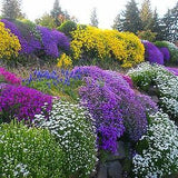 ALPINES - ROCKERY GARDEN Mixed Flower Seeds - 0.5 g - Perennial