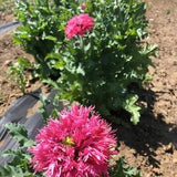 Organic Fluffy Ruffles Poppy Seeds 20 count