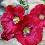 Magenta Pink Hollyhock Hardy Perennial Flower Seeds Canada Zone 3 4 5 6 Heirloom Seed Packets Non GMO Alcea Rosea Fuscia + FREE GIFT