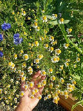 Calming Chamomile: How to Grow, Harvest, Dry and Use Chamomile Flower Delivery