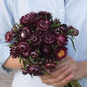 50 Purple Red Strawflower Seeds / Helichrysum bracteatum / Dried Flowers/ Wedding Bouquet / Wildflowers / Dragon Fire/ Bracteantha bracteata
