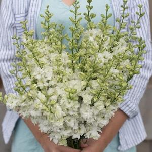 50 Seeds White cottage garden seeds - Flower Balcony perennial Outdoor Cut Organic