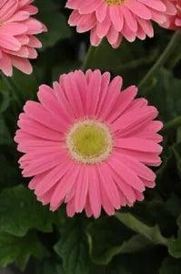 BIN#2R7D6 Gerbera Daisy Seeds Revolution Pink With Green Eye 15 Seeds