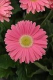 BIN#2R7D6 Gerbera Daisy Seeds Revolution Pink With Green Eye 15 Seeds