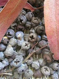 EUCALYPTUS 25 FRESH LIGHTLY FRAGRANT BELL SHAPED PODS 1/2" & 3/4" FOR CRAFTS