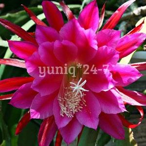 Unrooted Epiphyllum (1) CUTTING XL Purple Flower 8" Long Orchid Cactus Succulent Day Bloomer