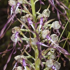 Himantoglossum hircinum, the lizard orchid bulbs or seed pods, ground orchid, animal pest control