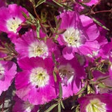 Clarkia Pismo | Clarkia speciosa ssp. immaculata seeds