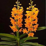 Vanda aurantiaca x sib. Near blooming size orchid species. Highly sought after vandaceous species orchid.