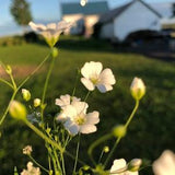 BABY'S BREATH Elegans SEEDS