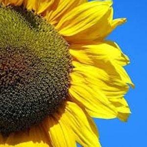 Helianthus giant seeds - code 019