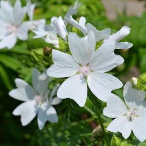 50 Rare and Exotic White Hollyhock Flower Seeds-Musk Mallow-Hollyhock Moschata- White Malva Moschata-Glistering Snow White Perennial-FL455