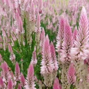 40+ Flamingo Feather Celosia Flower Seed / Celosia argentea spicata / Flower Seeds/ Non GMO(#69B)
