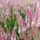 40+ Flamingo Feather Celosia Flower Seed / Celosia argentea spicata / Flower Seeds/ Non GMO(#69B)