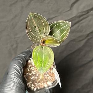 Rare Terrestrial Orchid Ludochilus 'Sea Turtle' (exact plant no.1)