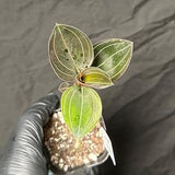 Rare Terrestrial Orchid Ludochilus 'Sea Turtle' (exact plant no.1)