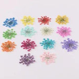 100PCS real Pressed Queen Anne's Lace Flower, 14 colors dyed available FCD01