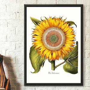 Year 1613 Sunflower Print Basilius Besler - Botanical Print Floral Illustration Flower ArtGift Idea Botanic al Wall Art Vintage Sunflower